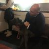 Regalo cucciolo di 8 mesi di cane corso grigio bellissimo Piacenza 