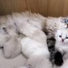 Cuccioli di gatto siberiano Neva Masquerade, allevamento Goddess Tara Piacenza 