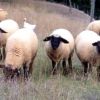 agnelli di razza suffolk Parma 