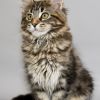 Maine coon Modena 