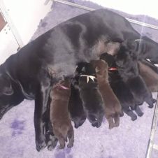 Labradors cucciolata nera e chocolate disponibile Bologna 