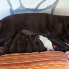 Cuccioli Labrador  Massa-Carrara 