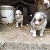 Cuccioli di pastore australiano Lucca 