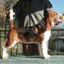 cuccioli beagle Firenze 