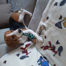 Cucciolo di beagle di 4 mesi Firenze 