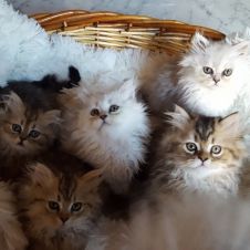 Disponibili gattini persiani Golden-Silver Shaded Pisa 