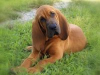  bloodhound - cane razza fci 84