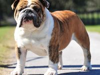 Bulldog inglese - cane razza  fci 149