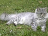 Gatto razza siberiano - curiosita e standard