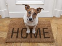 Come preparare la tua casa all’arrivo di un animale domestico